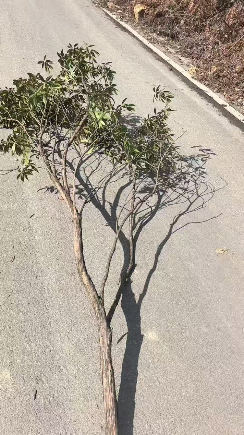 杜鹃树枝