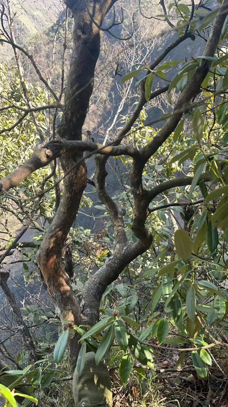 杜鹃树枝
