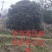 杨梅树(三十年多)冠型好