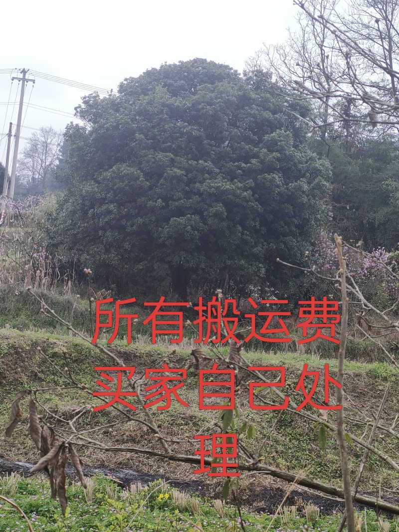 杨梅树(三十年多)冠型好