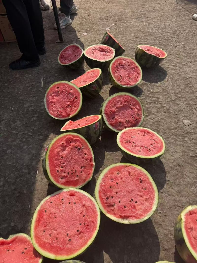 渭南澄城甜王西瓜瓤口好脆甜大产区返程车多运费便宜瓜形圆润