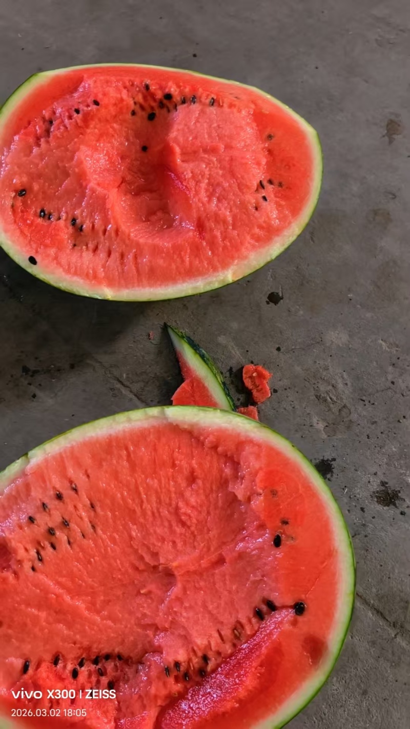 渭南澄城甜王西瓜瓤口好脆甜大产区返程车多运费便宜瓜形圆润