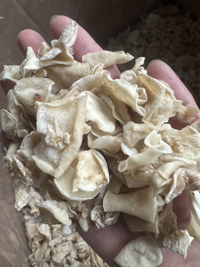 东北白玉木耳批发肉厚无根优质品质量大从优