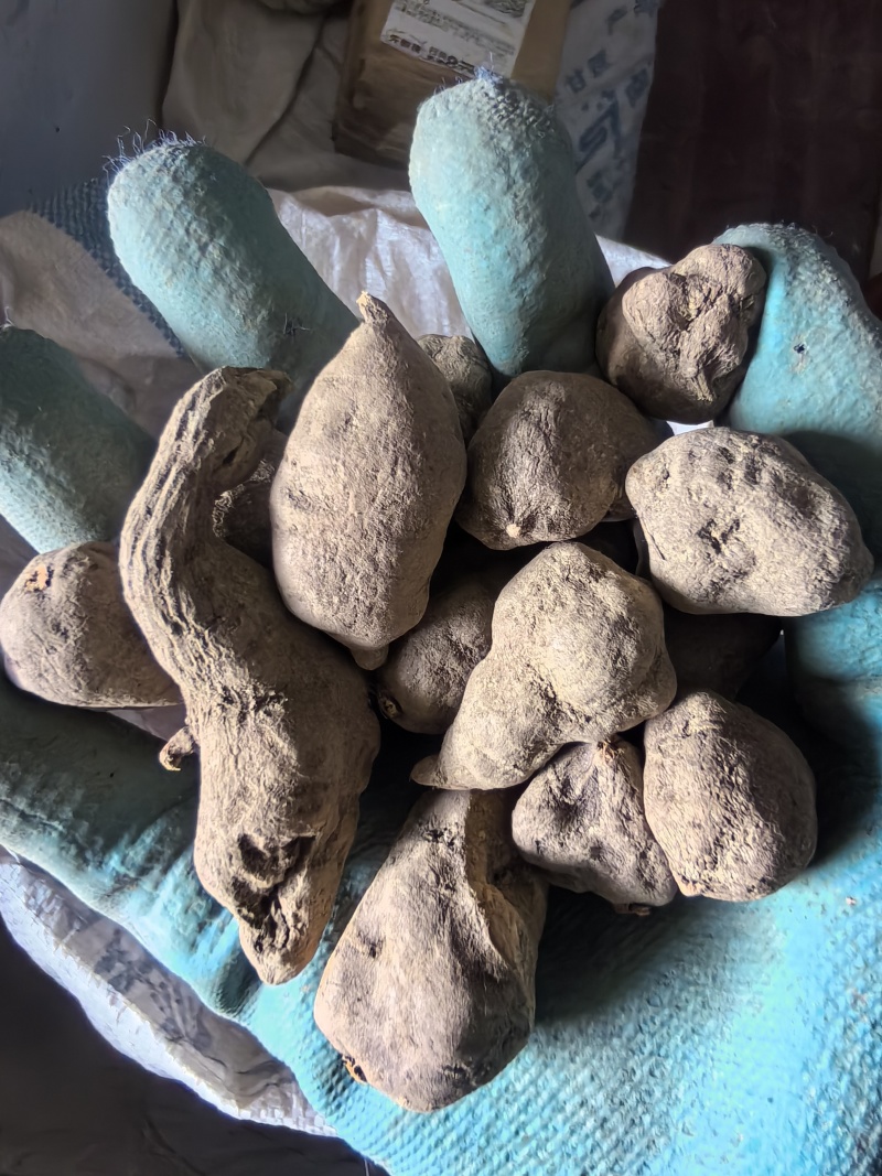 三叶青药材干货