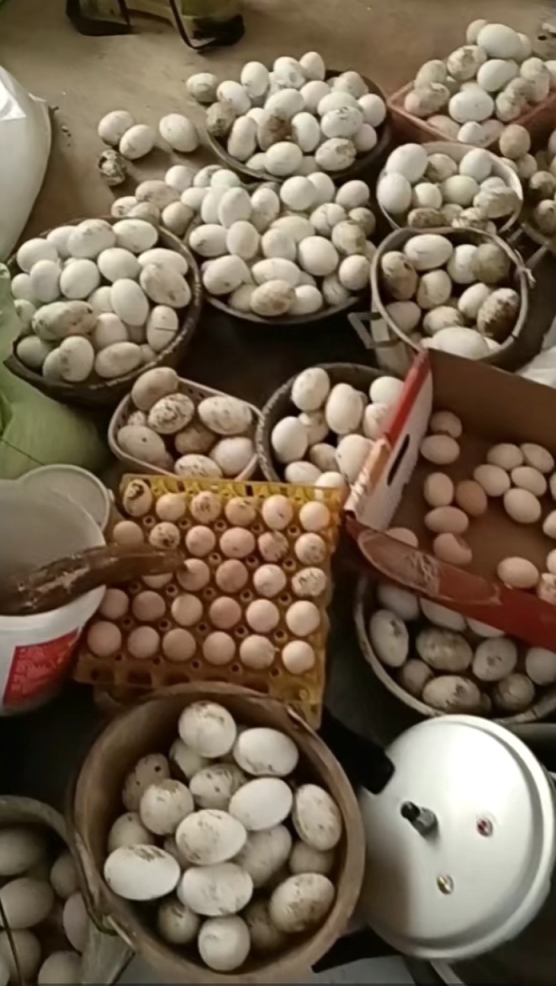 鹅蛋