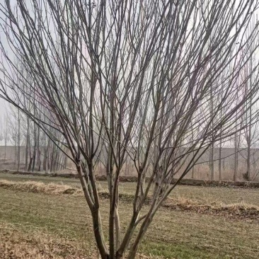 丛生黄蜡，清地处理，万亩种植基地，一手货源