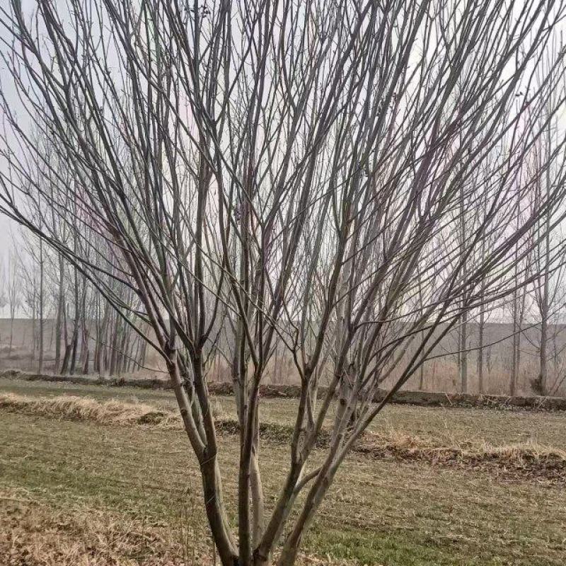 丛生黄蜡，清地处理，万亩种植基地，一手货源