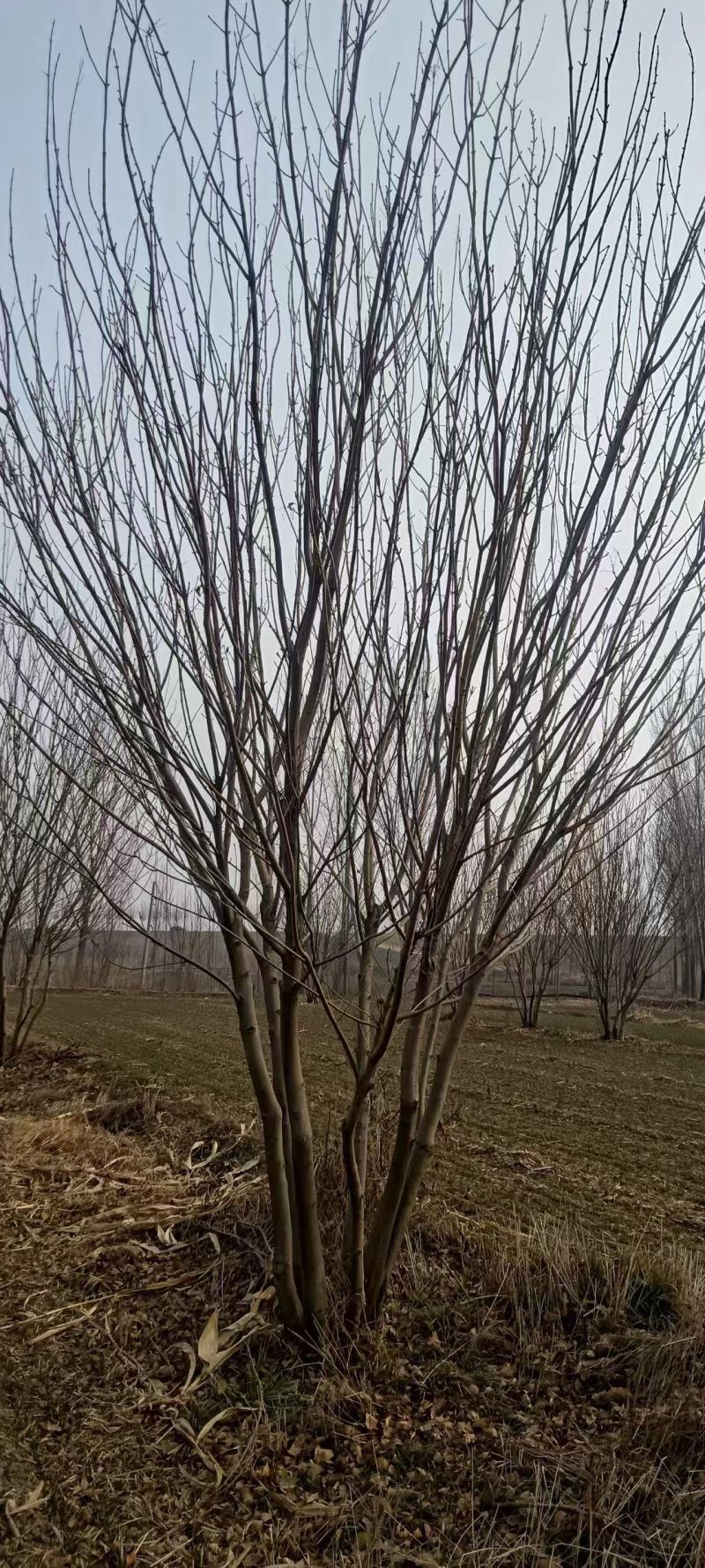 丛生黄蜡，清地处理，万亩种植基地，一手货源