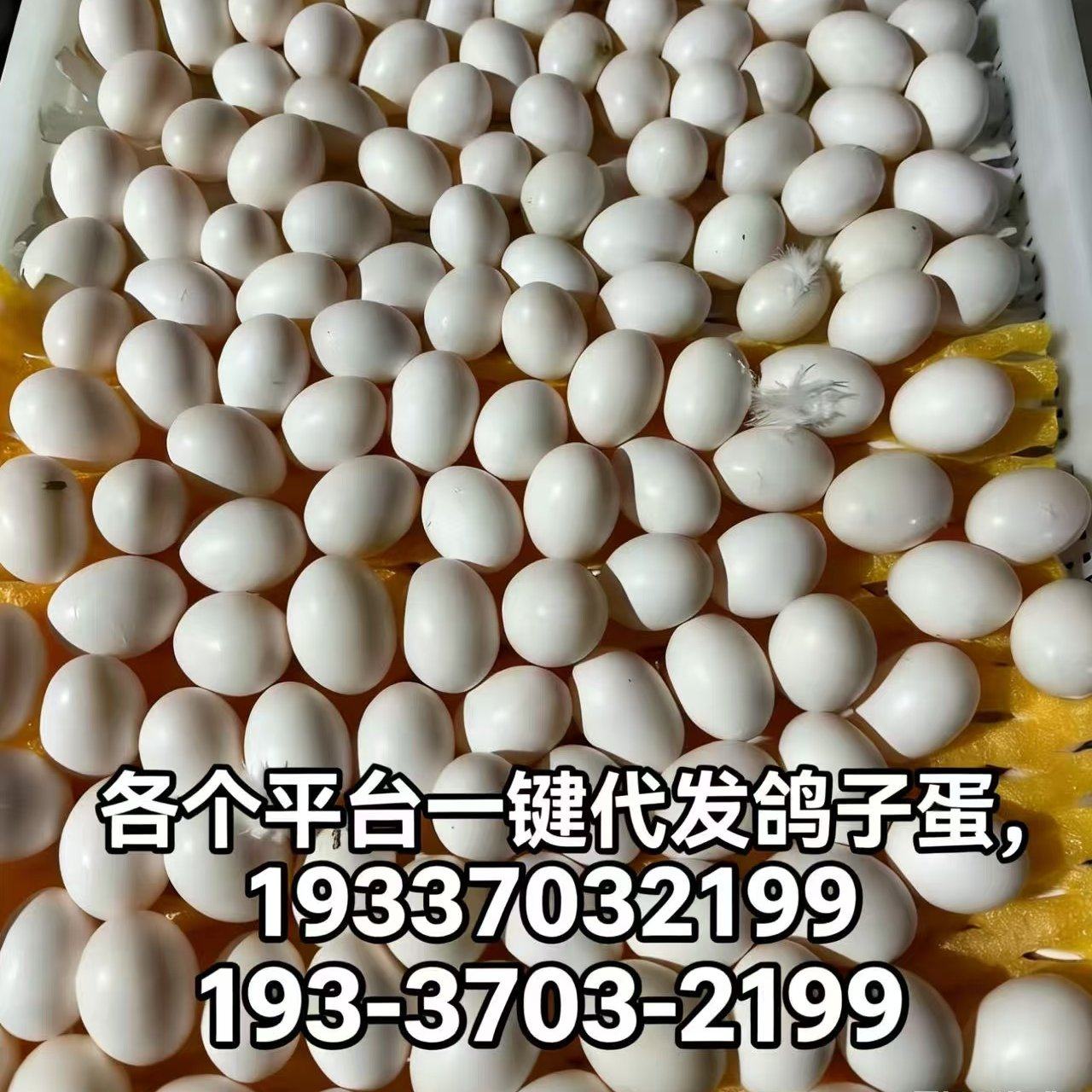 老板们我们是鸽子蛋养殖厂家，每个平台一件代发鸽子蛋，有需