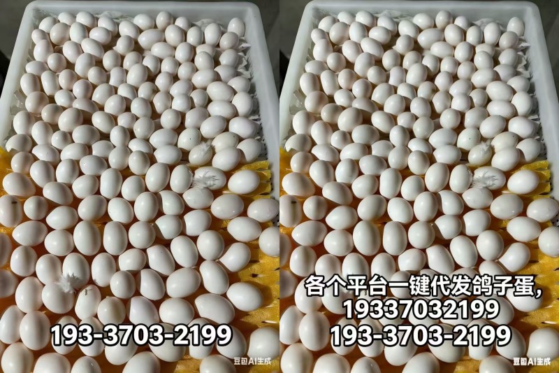 老板们我们是鸽子蛋养殖厂家，每个平台一件代发鸽子蛋，有需