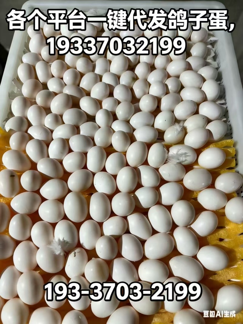 老板们我们是鸽子蛋养殖厂家，每个平台一件代发鸽子蛋，有需