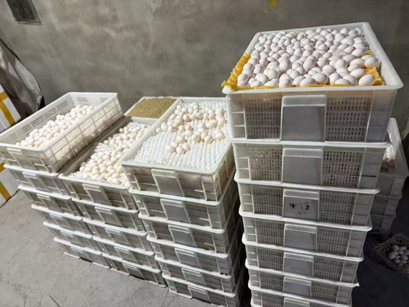 老板们我们是鸽子蛋养殖厂家，每个平台一件代发鸽子蛋，有需