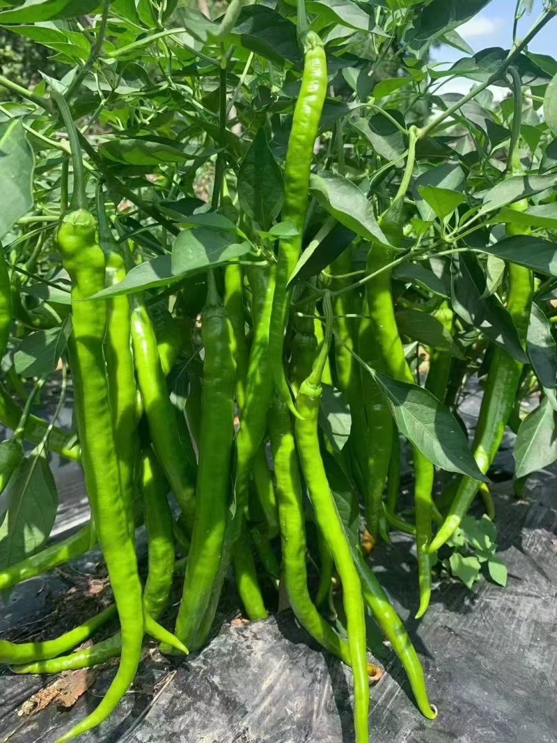 湖南线椒苗苗场直销价格优惠质量保证