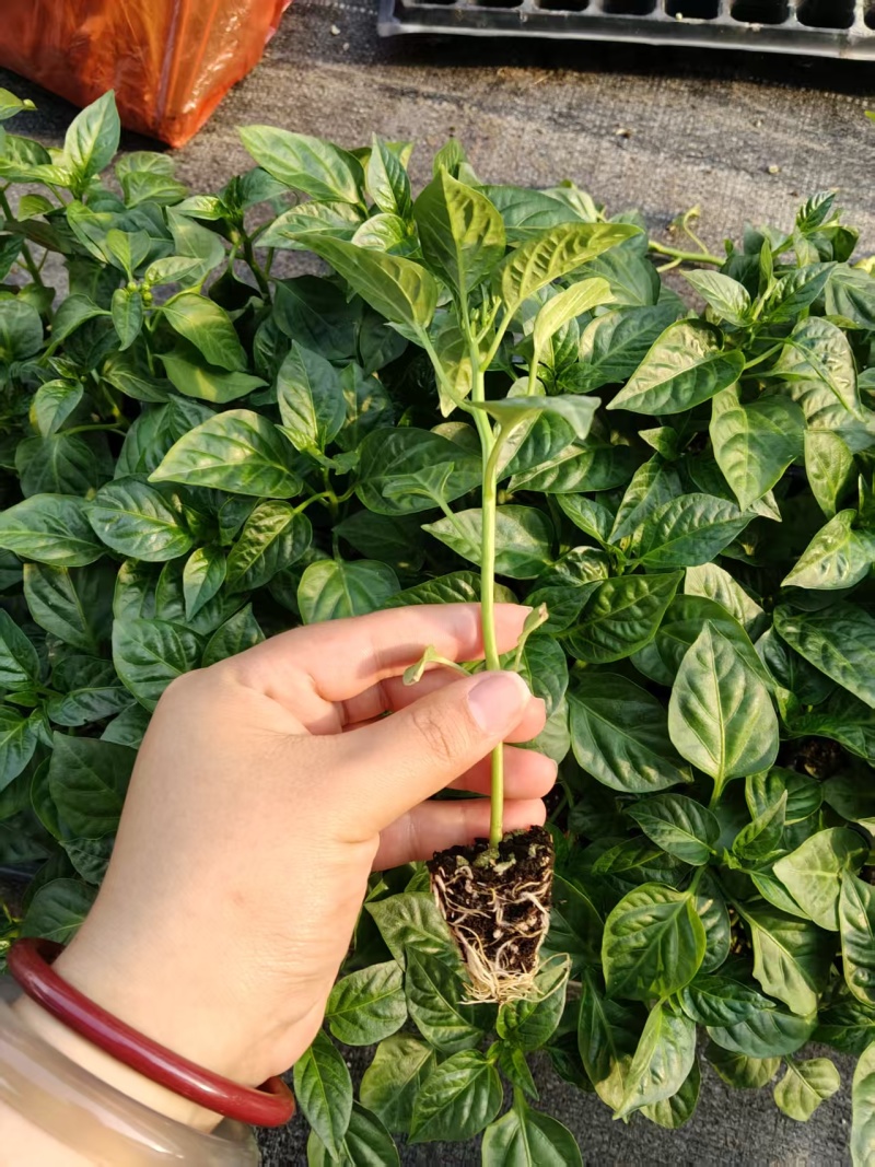 牛角椒尖椒薄皮苗场直销质量保证量大从优