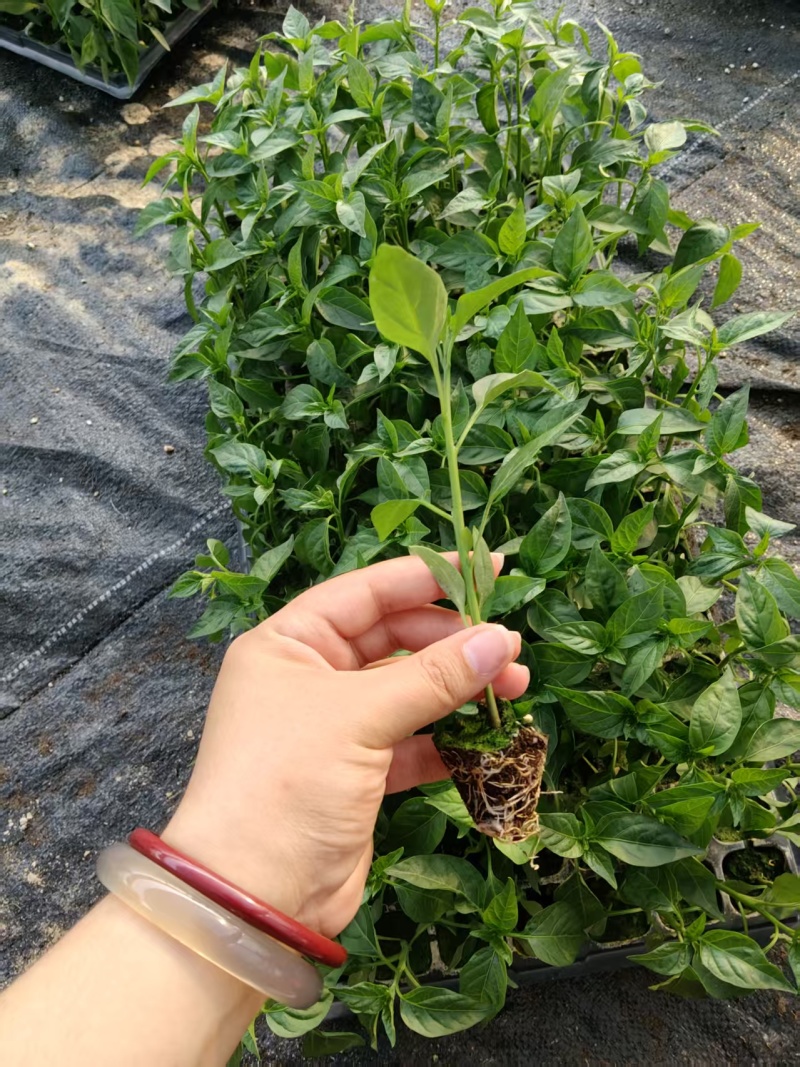 牛角椒尖椒薄皮苗场直销质量保证量大从优