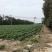 自种沙地土豆，量大，欢迎批量采购