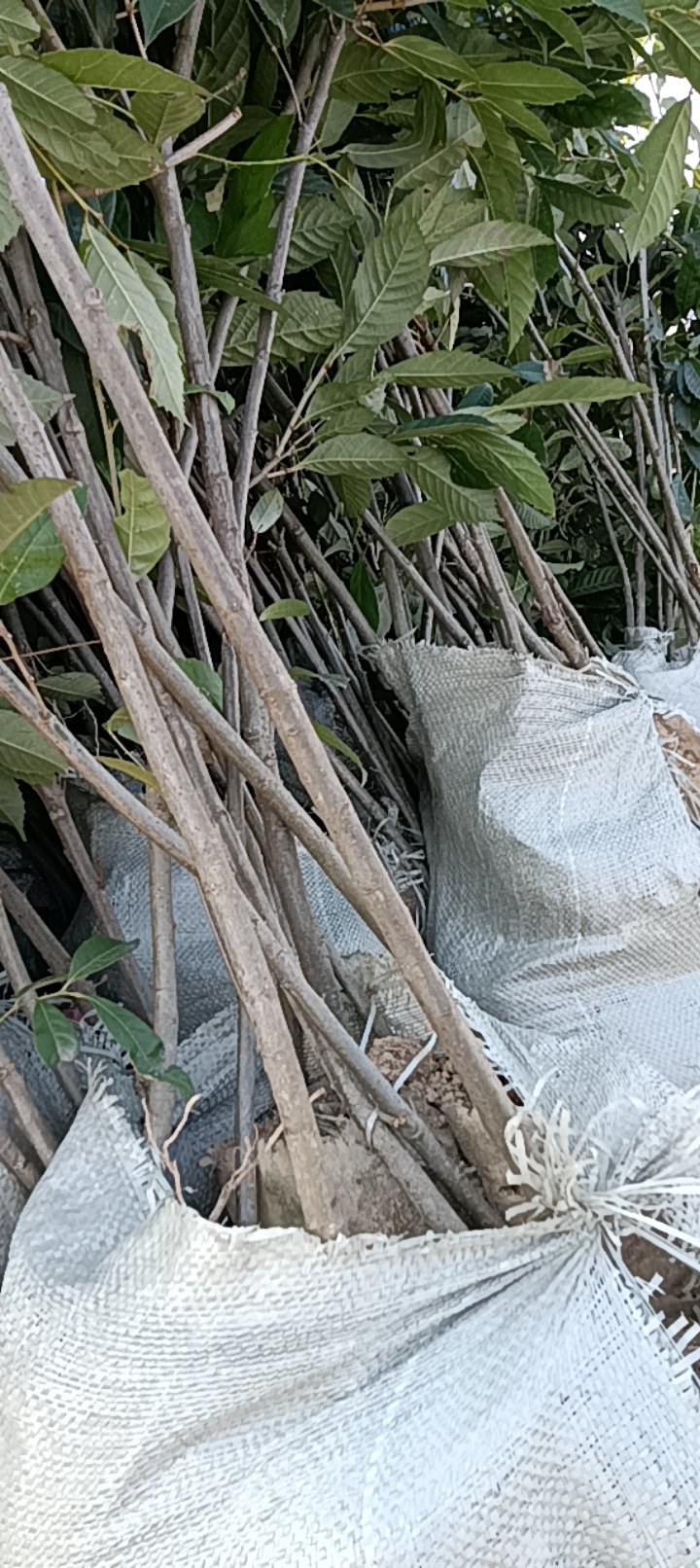 苦槠杯苗品质保证常年供应优质好苗对接全国
