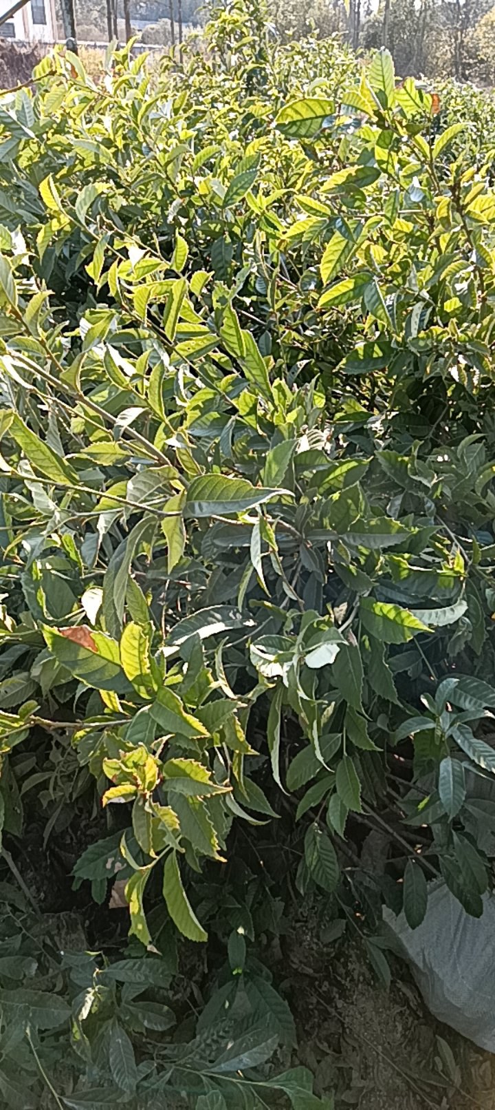 苦槠杯苗品质保证常年供应优质好苗对接全国