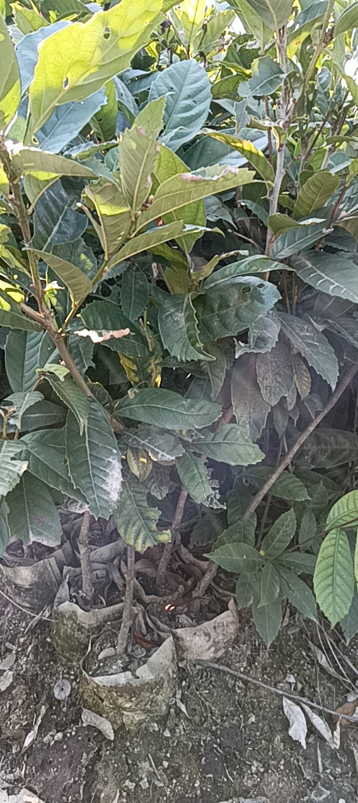 苦槠杯苗品质保证常年供应优质好苗对接全国