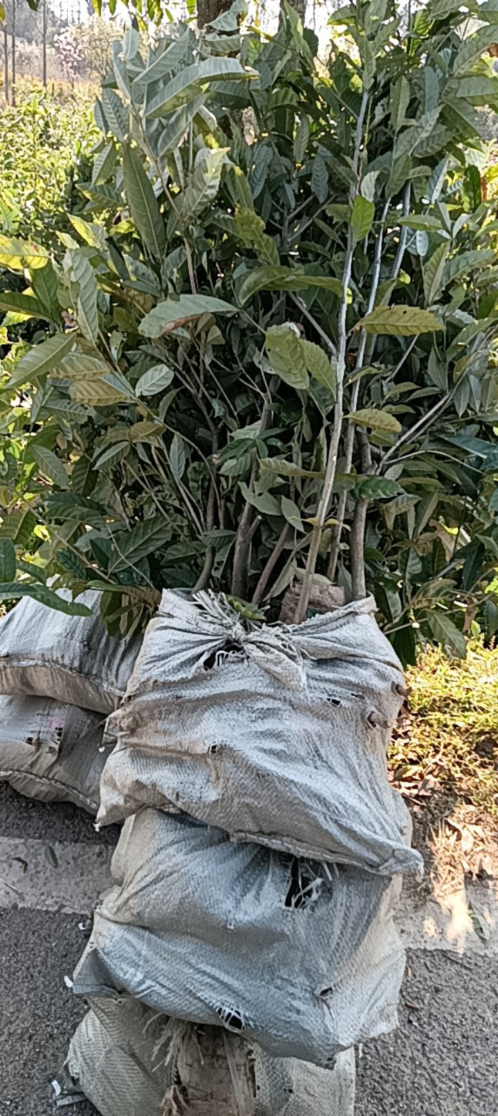 苦槠杯苗品质保证常年供应优质好苗对接全国