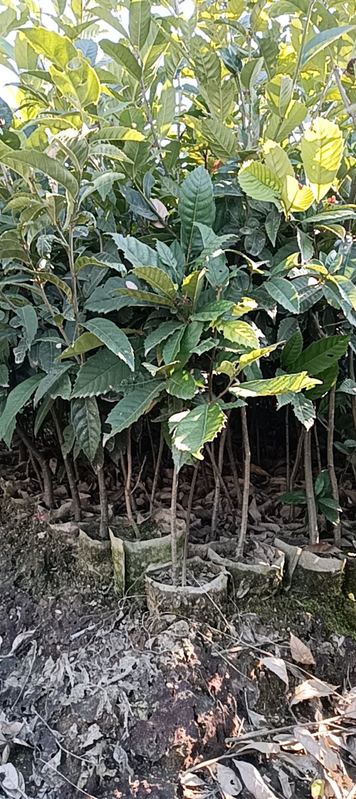苦槠杯苗品质保证常年供应优质好苗对接全国