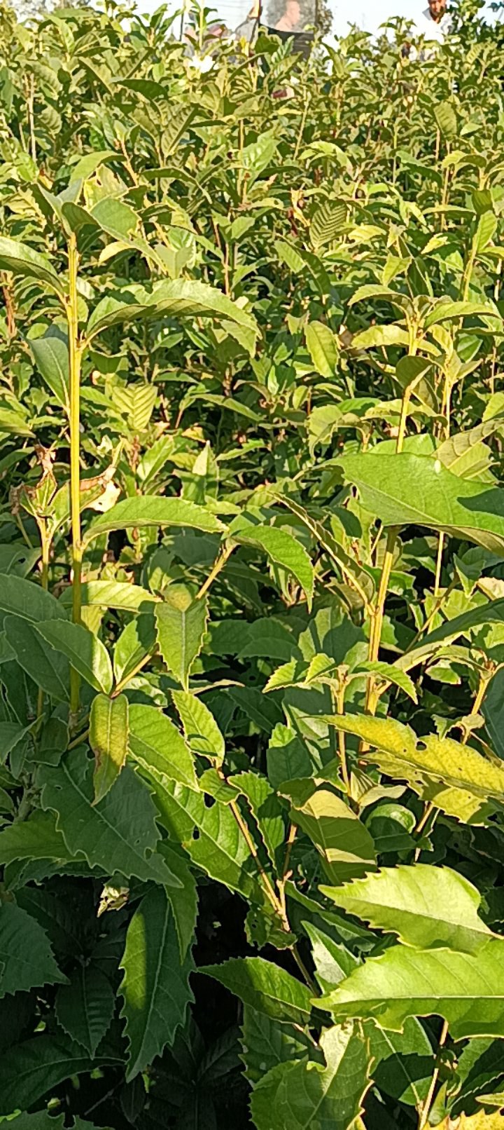 苦槠杯苗品质保证常年供应优质好苗对接全国