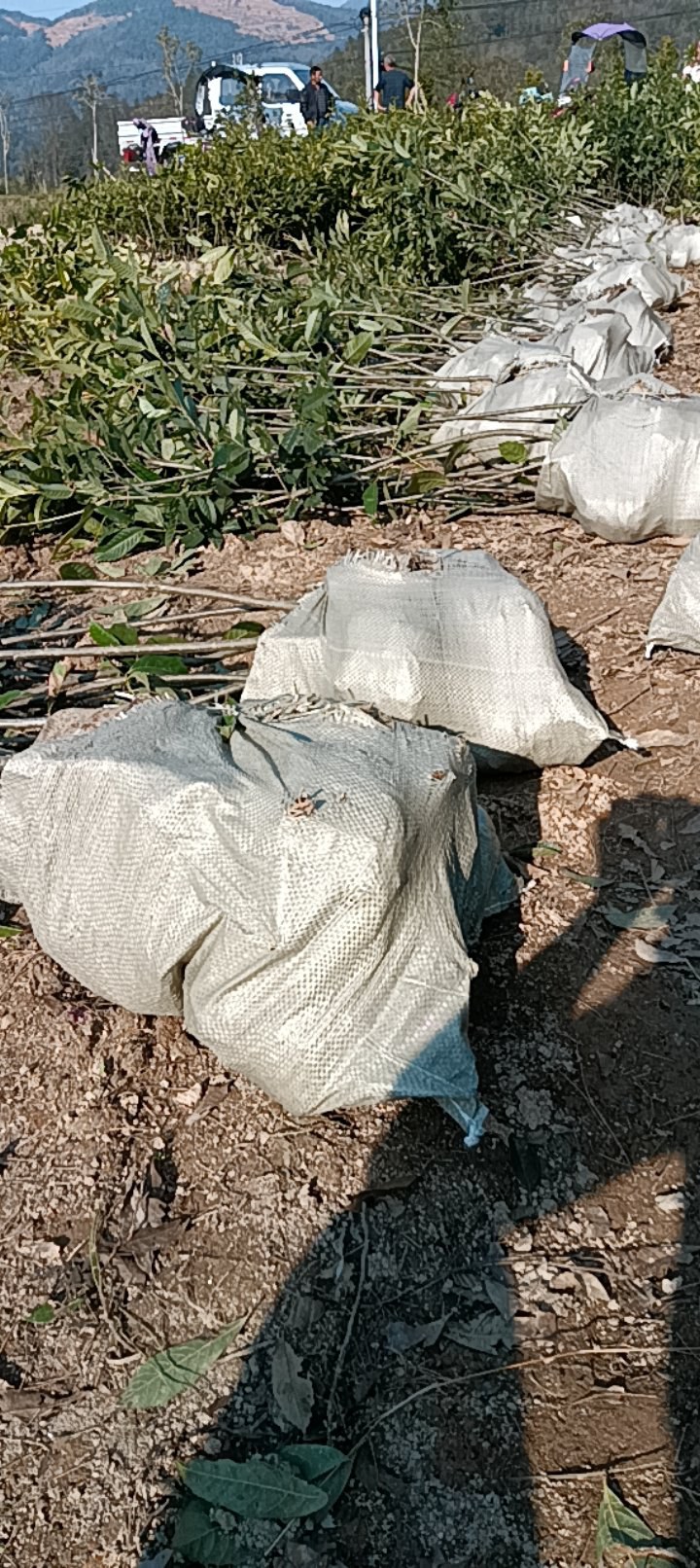 苦槠杯苗品质保证常年供应优质好苗对接全国