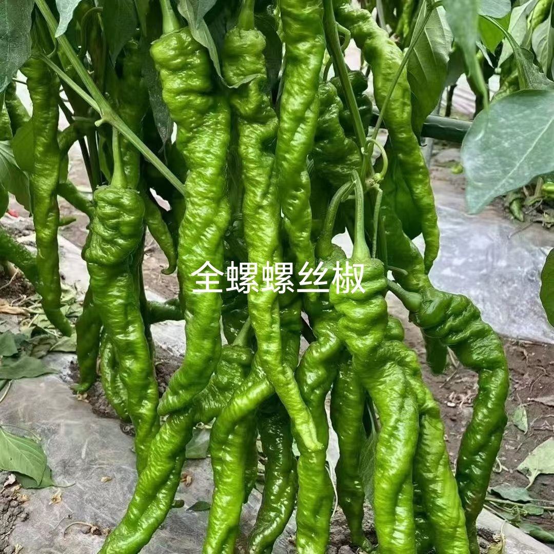 螺丝椒苗尖椒苗牛角椒苗线椒苗朝天椒苗菜椒苗杂交高产寿光