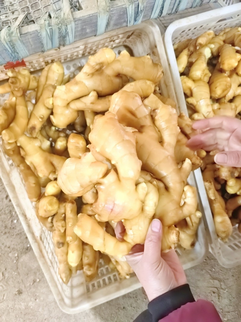 窖姜库姜水洗姜，商品姜