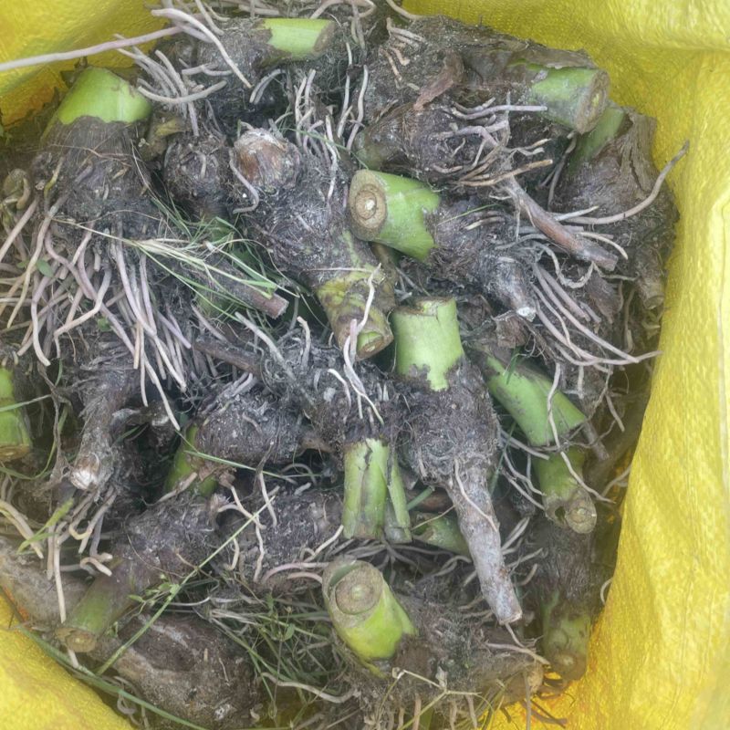 广西3万亩荔浦芋头种子基地无混种无霜冻品质保证