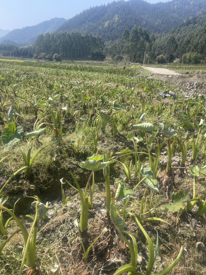 广西3万亩荔浦芋头种子基地无混种无霜冻品质保证