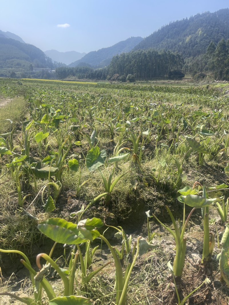 广西3万亩荔浦芋头种子基地无混种无霜冻品质保证
