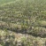 广西3万亩荔浦芋头种子基地无混种无霜冻品质保证