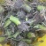 广西3万亩荔浦芋头种子基地无混种无霜冻品质保证