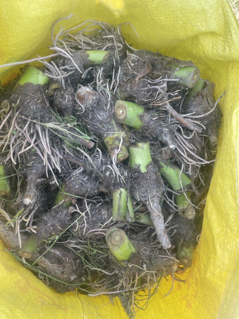 广西3万亩荔浦芋头种子基地无混种无霜冻品质保证