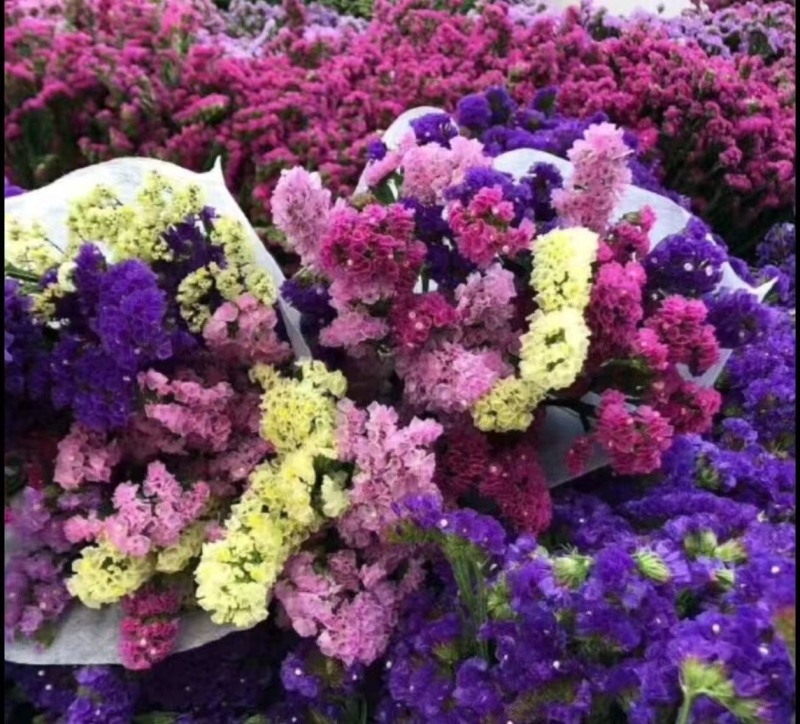 云南勿忘我鲜花干花颜色鲜艳地摊赶集