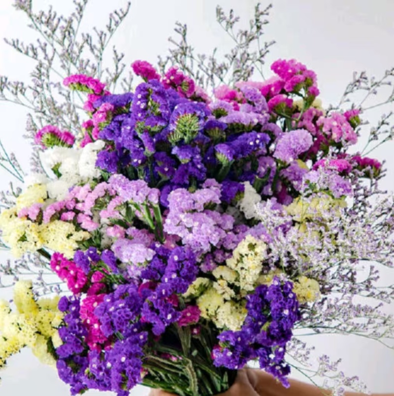 云南勿忘我鲜花干花颜色鲜艳地摊赶集
