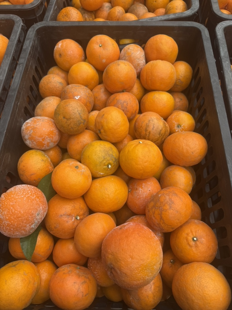 【工厂果】产地直供专业团队每日供货量3-5挂对接饮料工厂