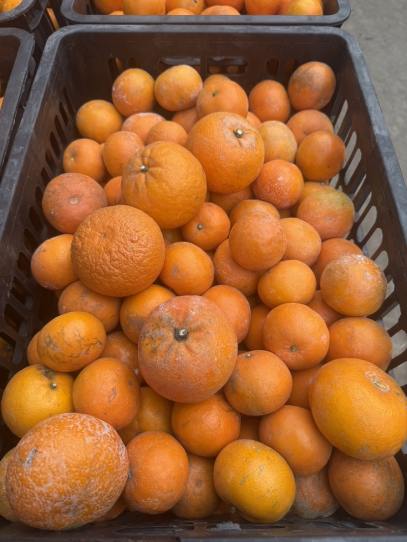 【工厂果】产地直供专业团队每日供货量3-5挂对接饮料工厂