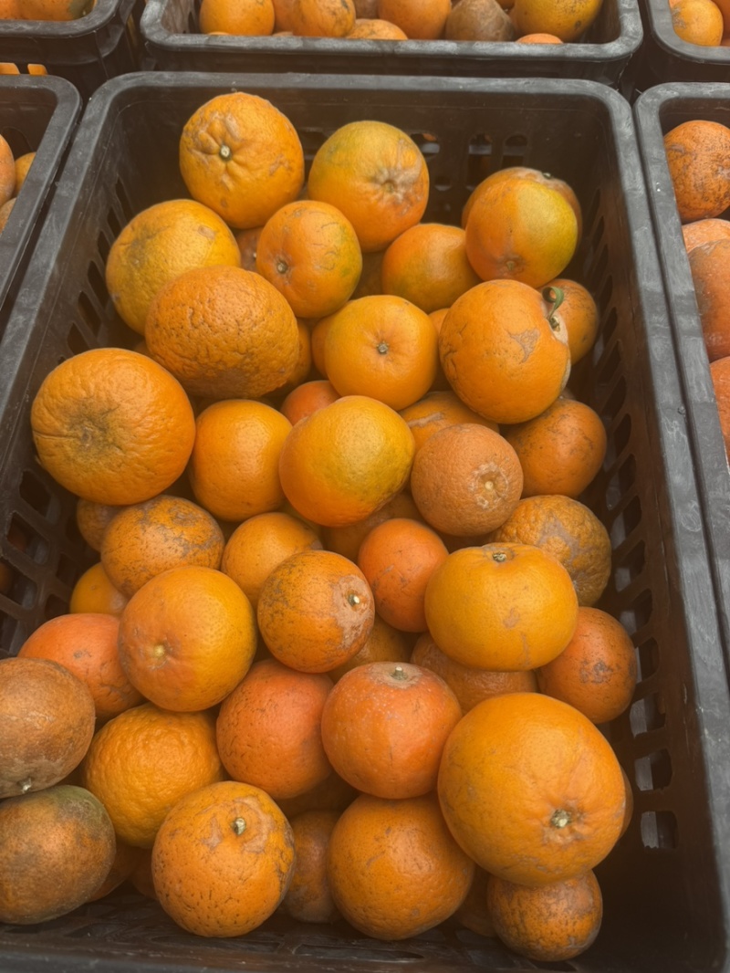 【工厂果】产地直供专业团队每日供货量3-5挂对接饮料工厂