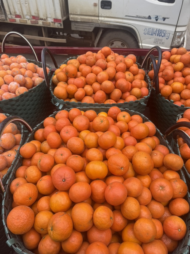 【工厂果】产地直供专业团队每日供货量3-5挂对接饮料工厂