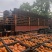 【工厂果】产地直供专业团队每日供货量3-5挂对接饮料工厂