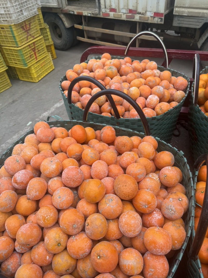【工厂果】产地直供专业团队每日供货量3-5挂对接饮料工厂