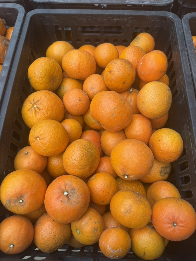 【工厂果】产地直供专业团队每日供货量3-5挂对接饮料工厂