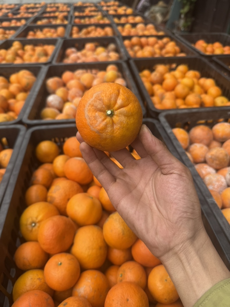 【工厂果】产地直供专业团队每日供货量3-5挂对接饮料工厂