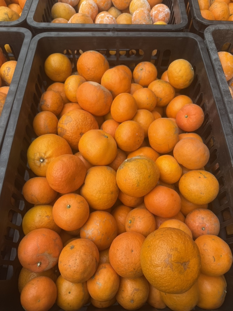 【工厂果】产地直供专业团队每日供货量3-5挂对接饮料工厂
