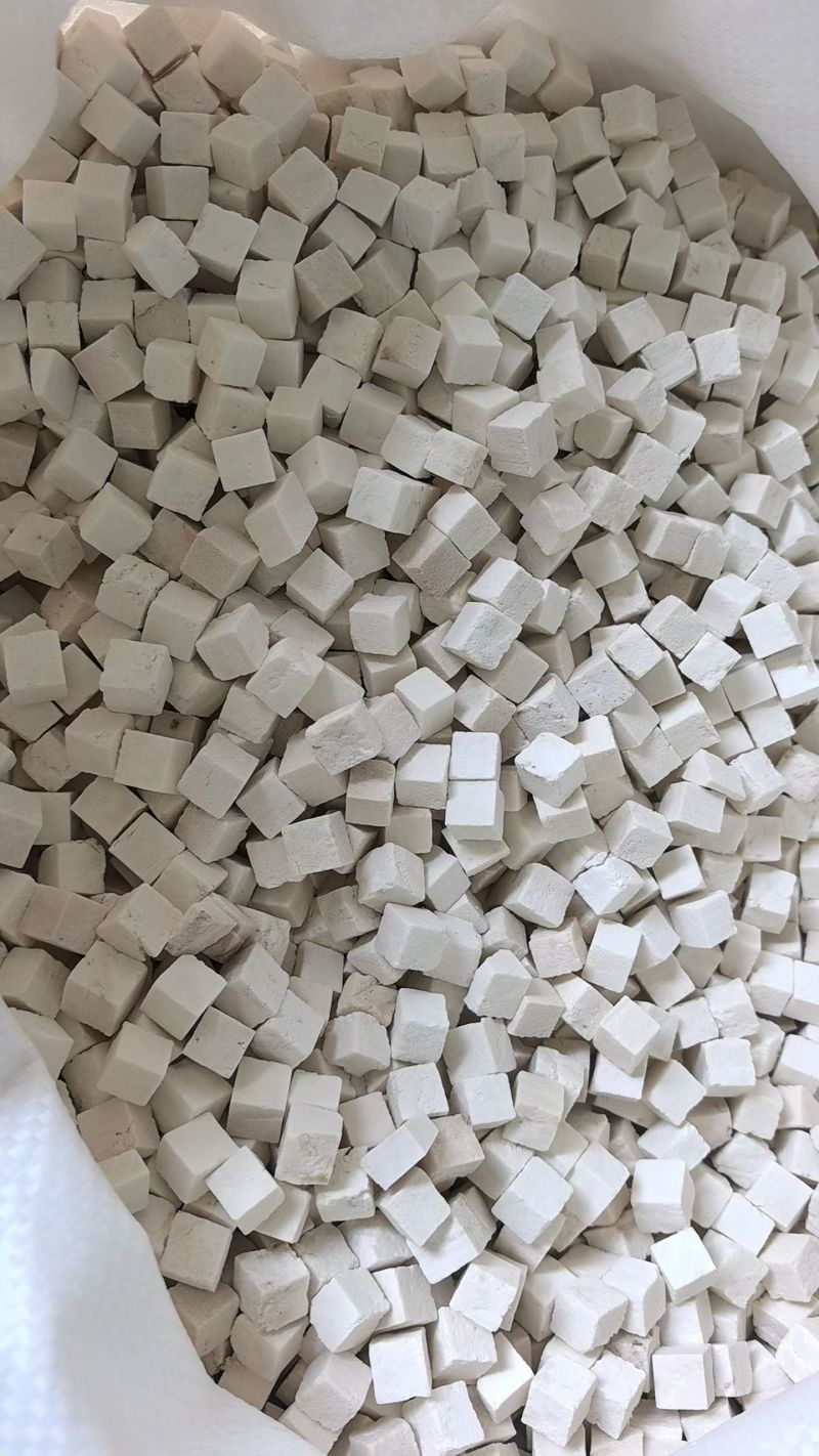 茯苓菌种