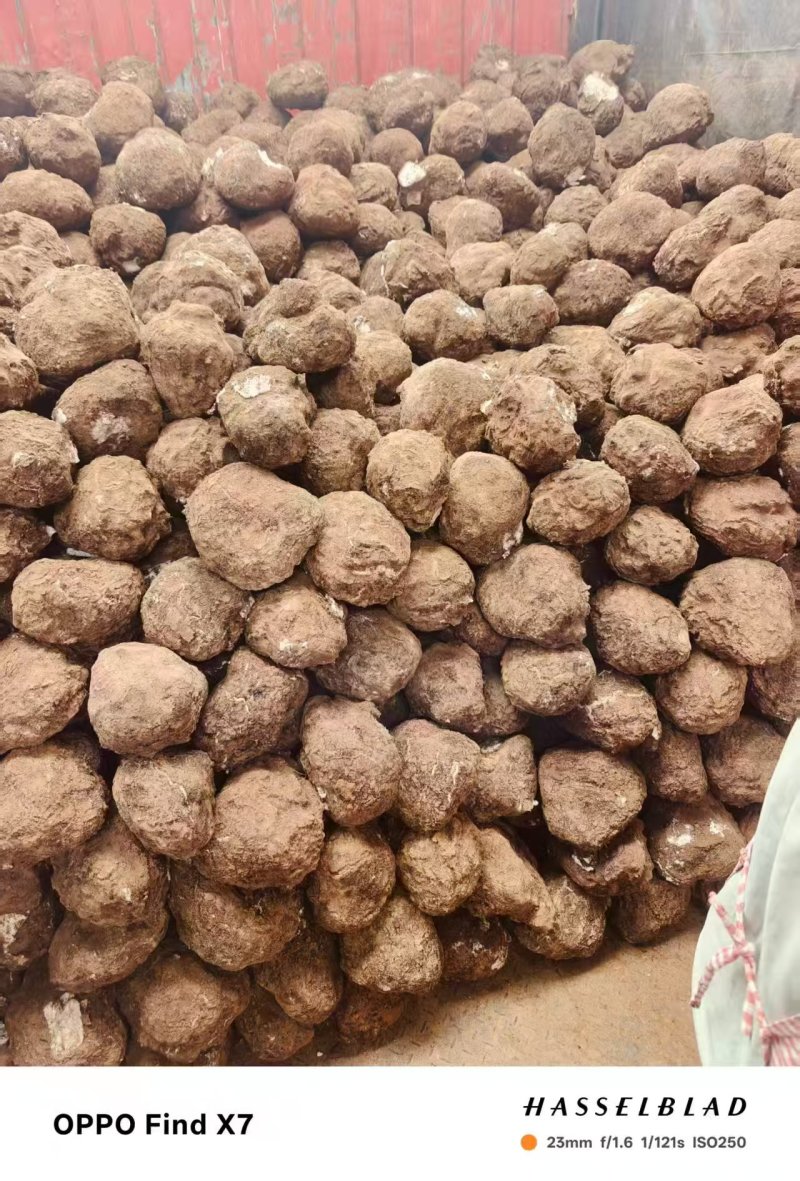 茯苓菌种