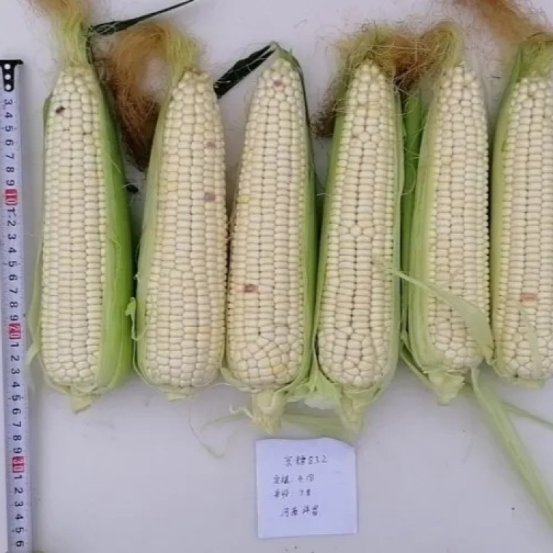 京糯832玉米种子国审玉鲜食糯玉米种子白粘玉米原装苞米种