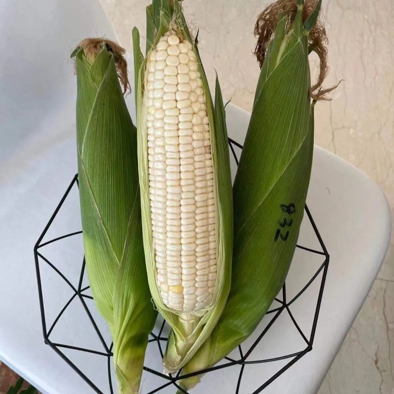 京糯832玉米种子国审玉鲜食糯玉米种子白粘玉米原装苞米种
